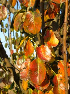 20141101Prunus_cerasifera
