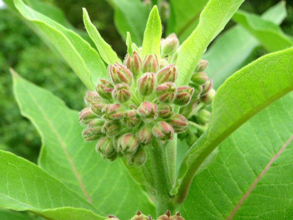 20140803Asclepias_syriaca2