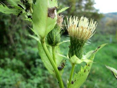 20141026Cirsium_oleraceum