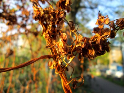 20141027Fallopia_dumetorum1