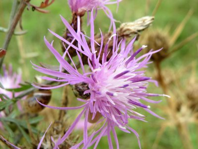 20140803Centaurea_stoebe1