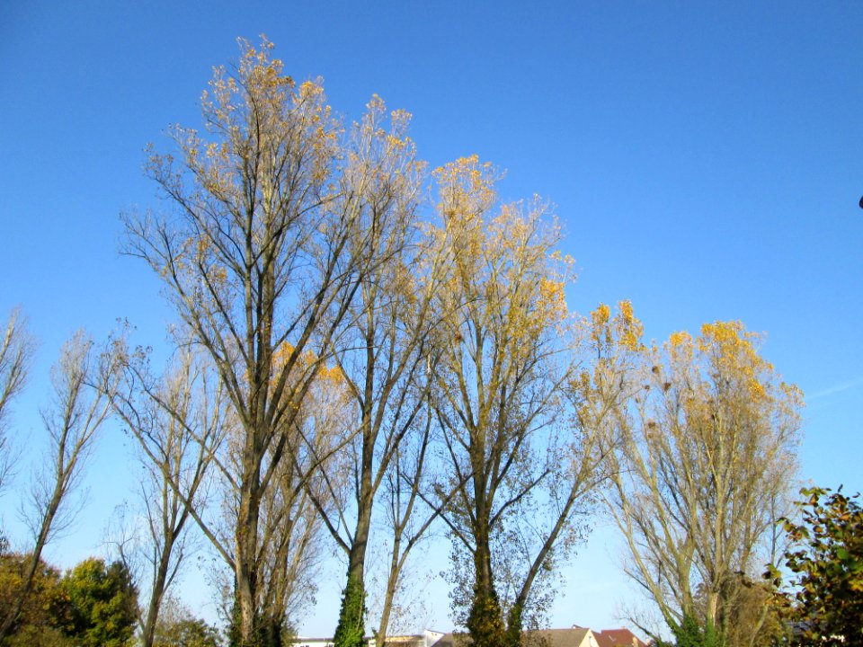 20141101Populus_x_canadensis