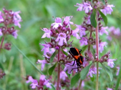 20140810Thymus_serpyllum4