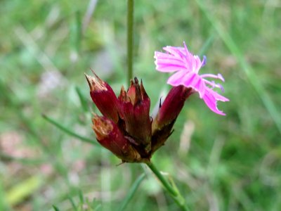 20140810Dianthus_carthusianorum3