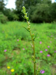 20140803Artemisia_campestris4