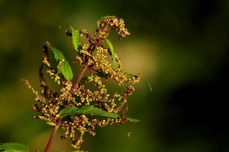 Nettle medicinal herb wild herb photo
