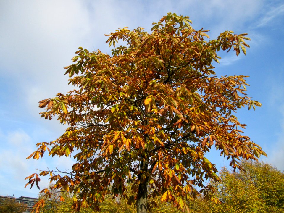 20141027Aesculus_hippocastanum2