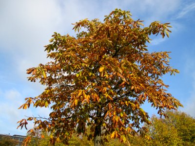 20141027Aesculus_hippocastanum2 photo