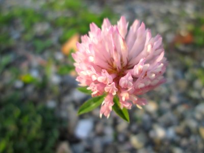 20141027Trifolium_pratense