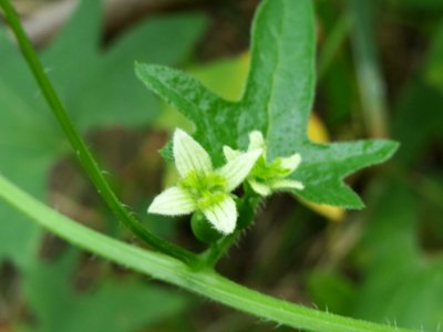 20140803Bryonia_dioica