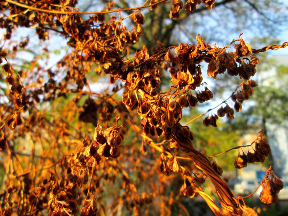 20141027Fallopia_dumetorum2