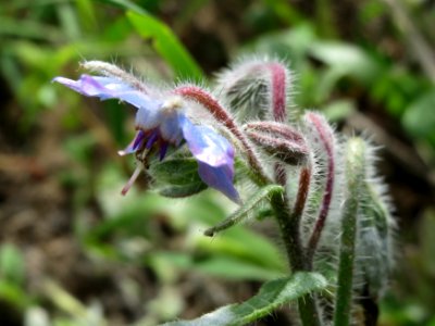 20140820Borago_officinalis3