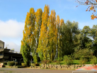 20141027Populus_x_canadensis