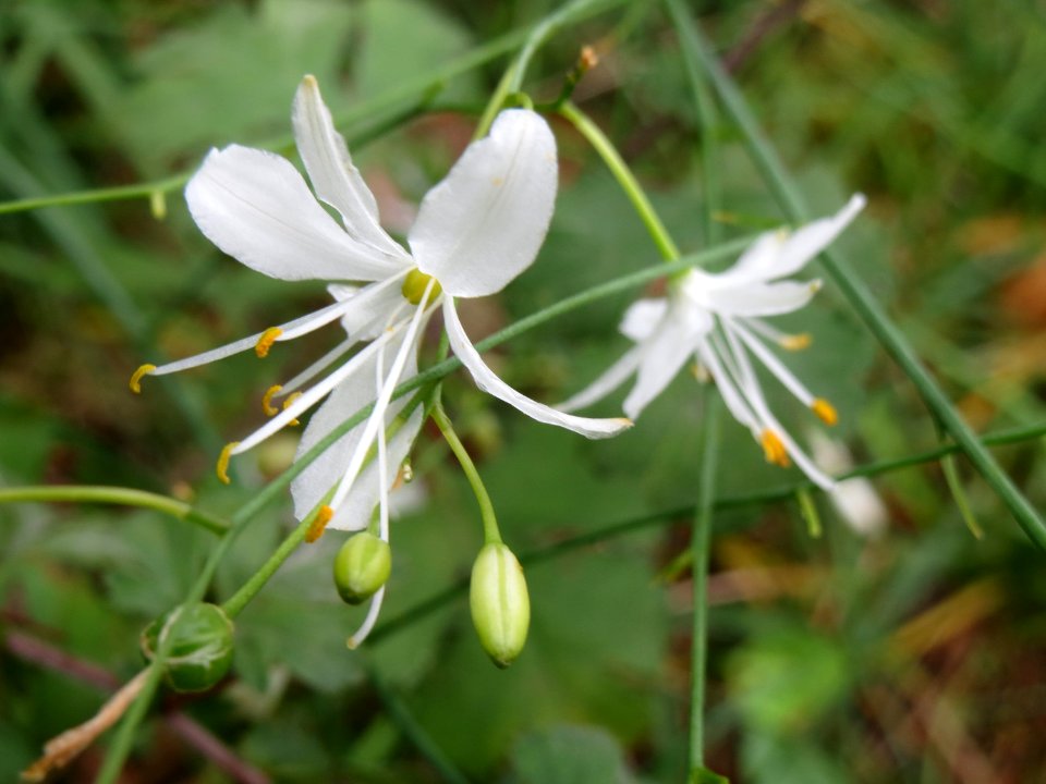 20140810Anthericum_ramosum1