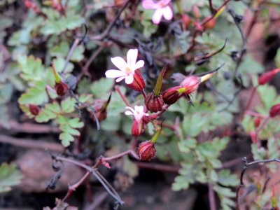 20140810Geranium_robertianum2