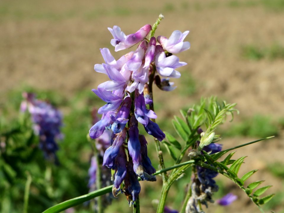 20140809Vicia_villosa1