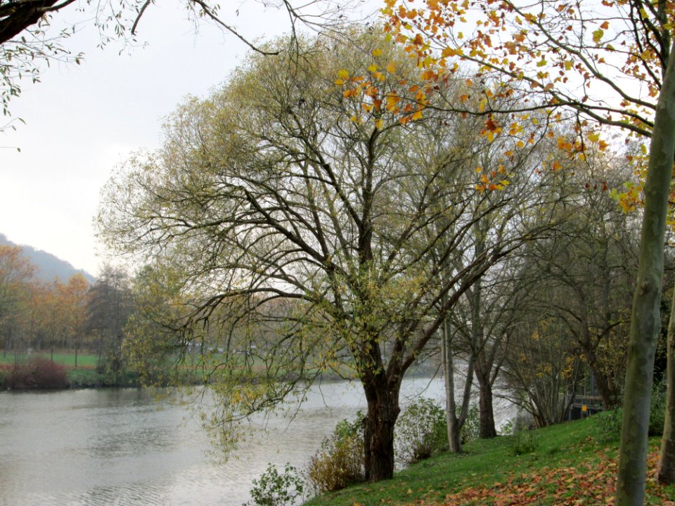 20141119Salix_alba