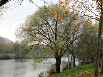 20141119Salix_alba