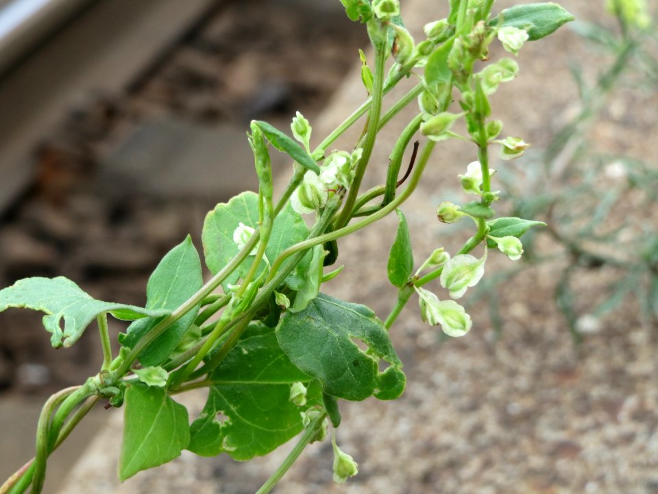 20140810Fallopia_dumetorum