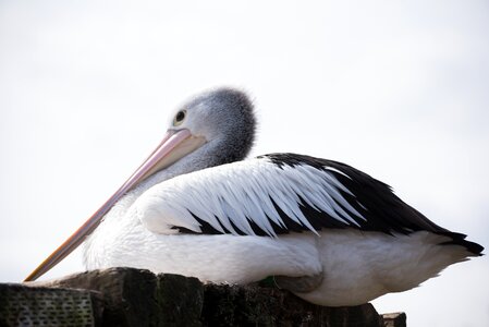 Pelican bird hatch photo
