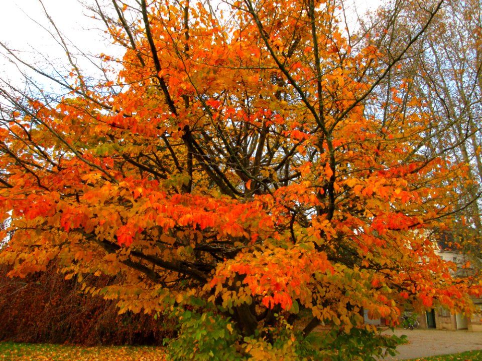 20141119Parrotia_persica1