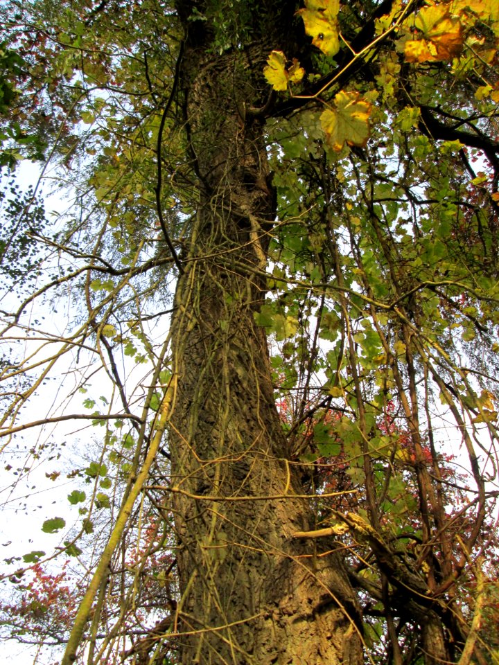 20141026Vitis_vinifera06