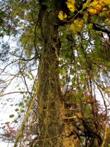 20141026Vitis_vinifera06