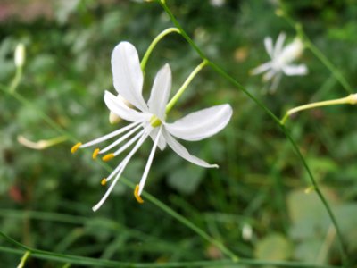 20140810Anthericum_ramosum3