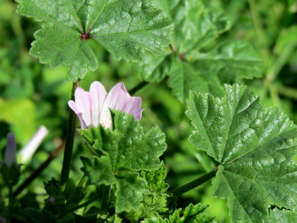 20140821Malva_neglecta1