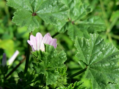 20140821Malva_neglecta1