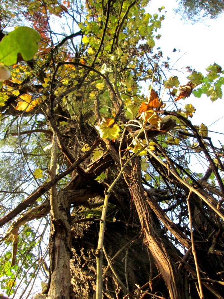 20141026Vitis_vinifera05