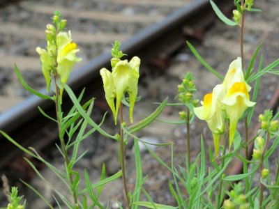 20140810Linaria_vulgaris