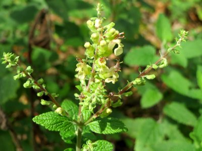 20140820Teucrium_scorodonia2