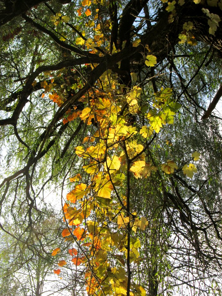 20141026Vitis_vinifera07