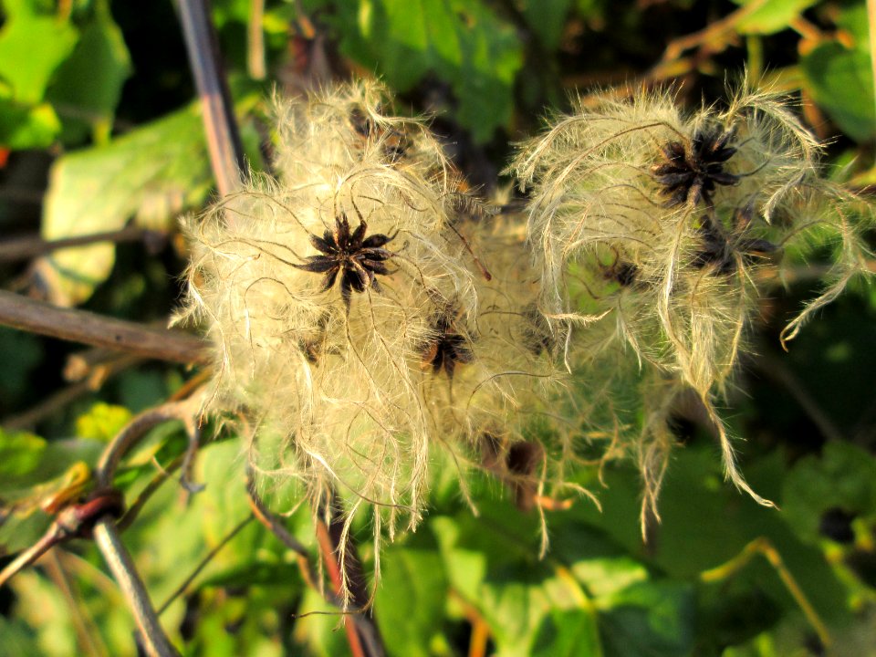 20141027Clematis_vitalba2