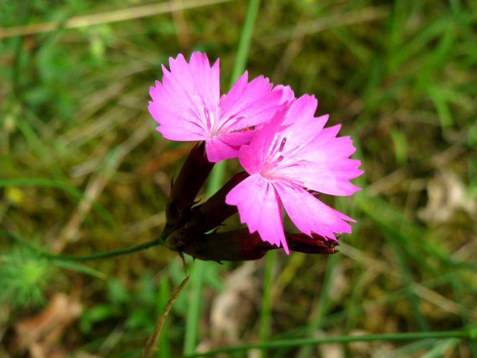 20140810Dianthus_carthusianorum5