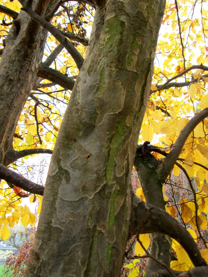 20141119Parrotia_persica5