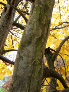 20141119Parrotia_persica5
