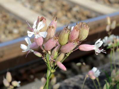 20140820Silene_vulgaris1