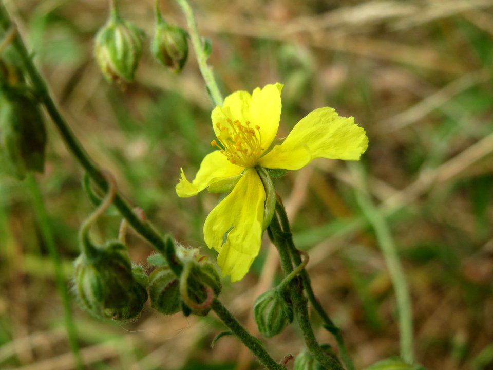 20140810Helianthemum_nummularium3
