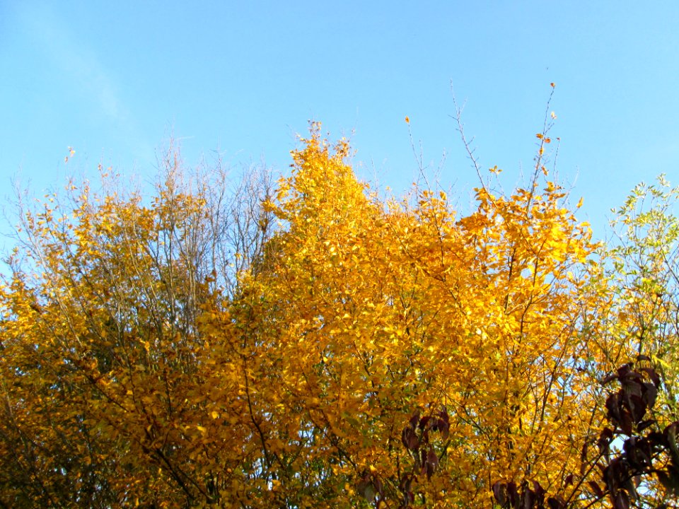 20141108Ulmus_minor03
