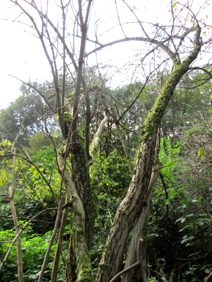 20141026Sambucus_nigra2