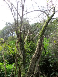 20141026Sambucus_nigra2