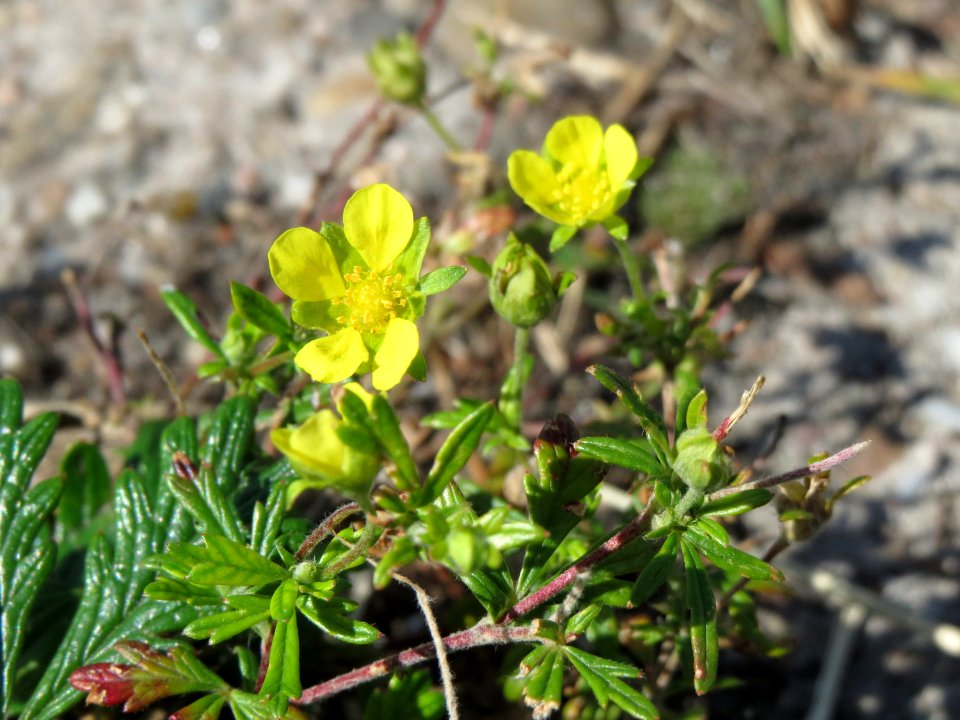 20140821Potentilla_argentea2