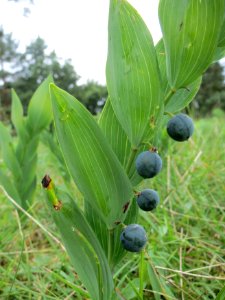 20140810Polygonatum_odoratum1