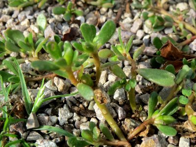 20140820Portulaca_oleracea6