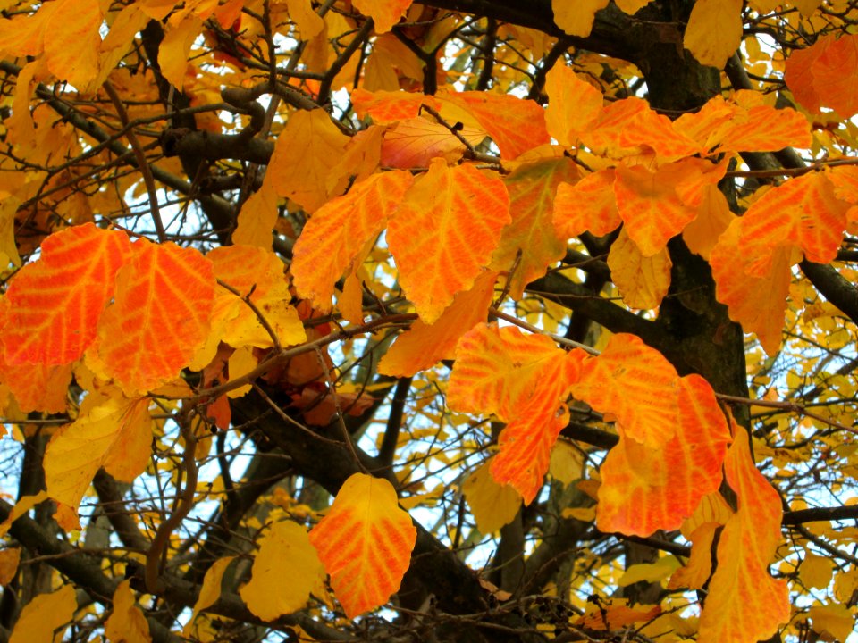 20141119Parrotia_persica2