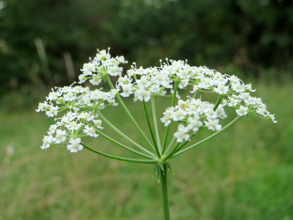 20140810Peucedanum_oreoselinum3
