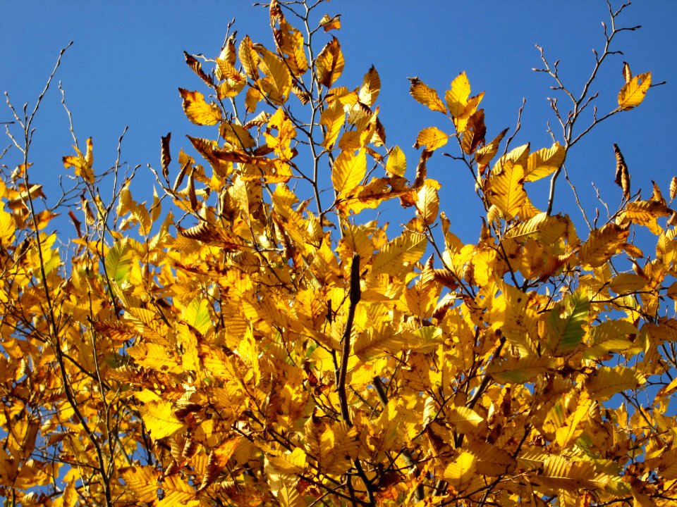 20141108Ulmus_minor05