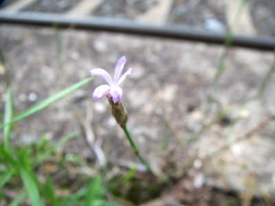 20140810Petrorhagia_prolifera2